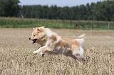CHIEN FINNOIS DE LAPONIE 710